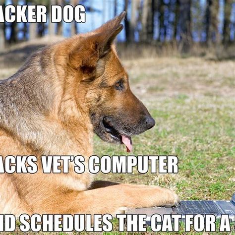 Funny Dog Memes Clean 2018
