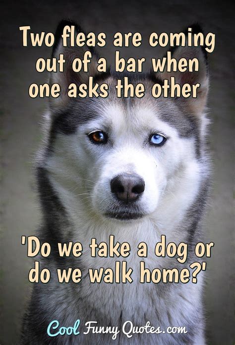 Funny Dog One Liners
