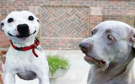 Funny Dog Pic