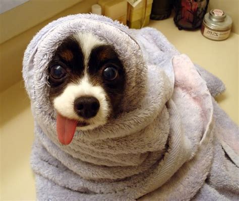 Funny and Cute Dog Photos (47 pics)