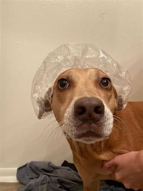 Funny Dog Pictures Without Words