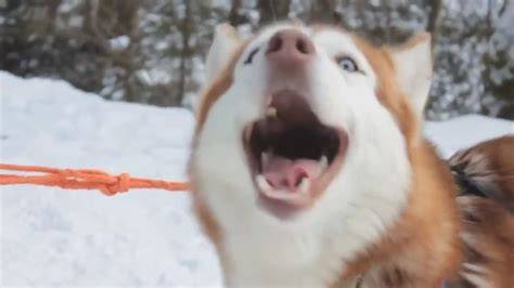 Funny Dog Pictures with Words. Talking Dogs. Part 1