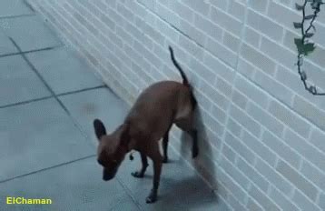 Funny Dog Poop