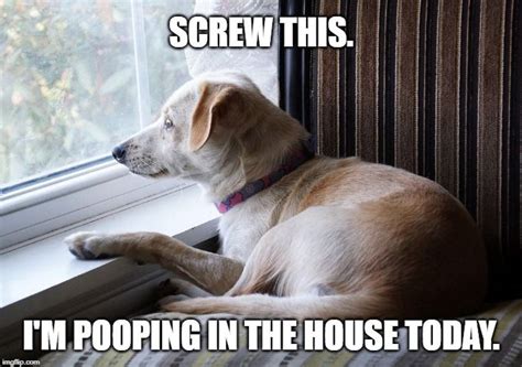 Funny Dog Poop Meme