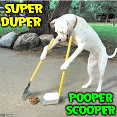 Funny Dog Poop Memes