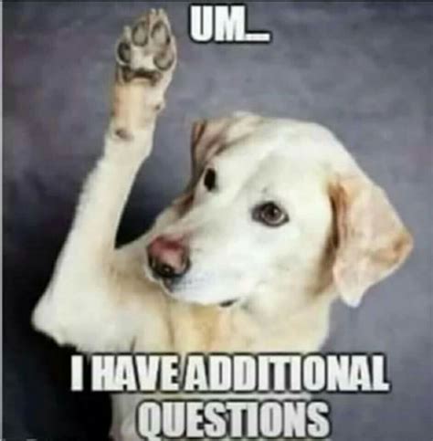 Funny Dog Questions