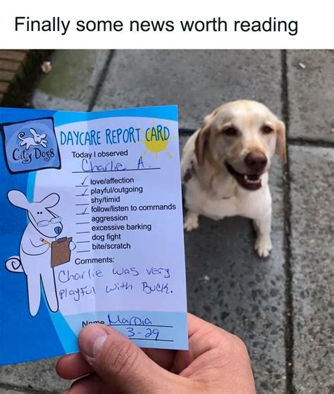 Funny Dog Report Cards