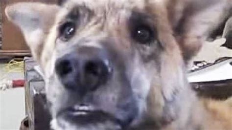 Funny Dog Talking