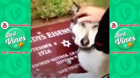 Funny Dog Vines Clean