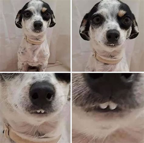 Funny Dog With Teeth Meme