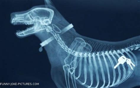 Funny Dog Xray