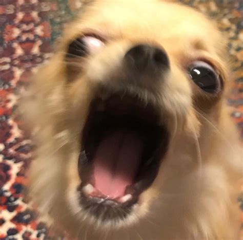 Funny Dog Yelling