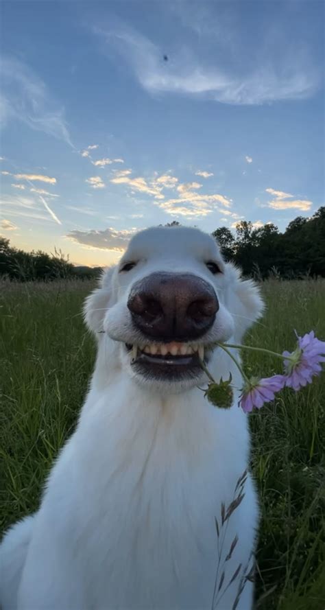 Funny Dogs On Pinterest