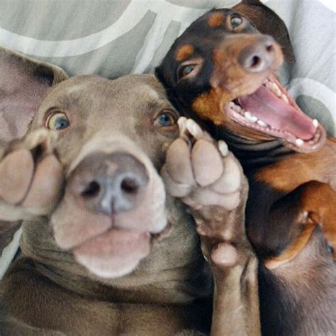 Funny Dogs xd83d;xdc36; xd83d;xde0d; Cute Dogs Being Funny Full [Funny
Pets] YouTube