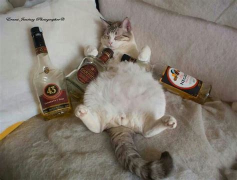 Funny Drunk Cat