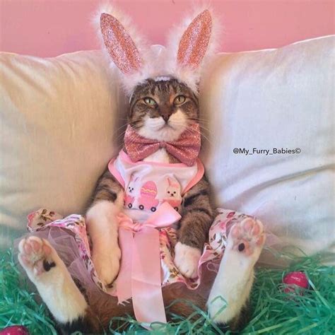 Funny Easter Cat Pictures