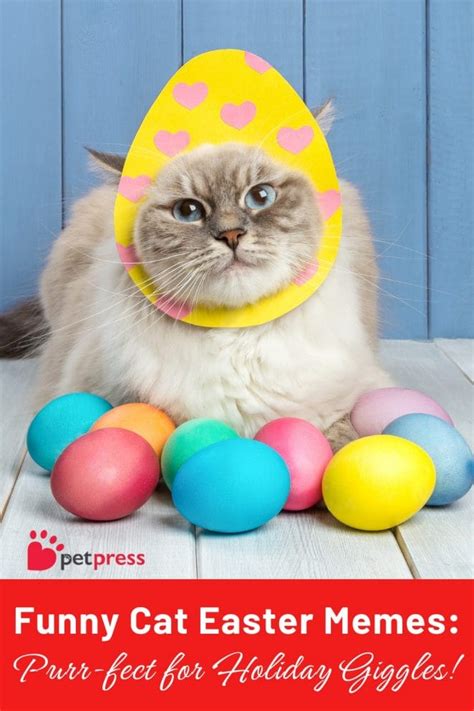 Funny Easter Meme Cat