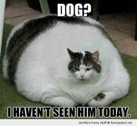 Funny Fat Cat Memes Clean
