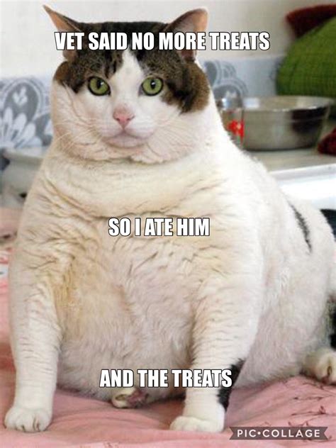 Funny Fat Cat Pics