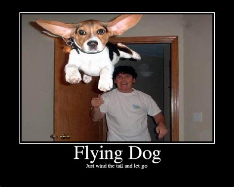 Funny Flying Dog Meme
