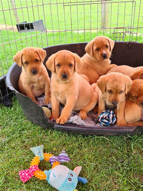 Funny Fox Red Labrador Puppies For Sale In Oregon