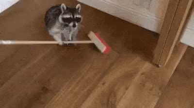 Funny Gifs Clean Animals