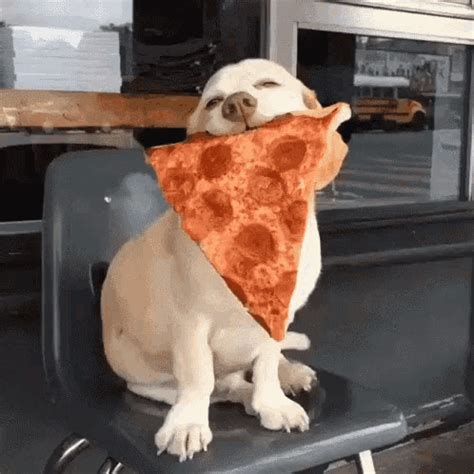 Funny Gifs Dogs