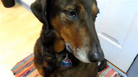 Funny Guilty Dogs A Guilty Dog Compilation 2016 YouTube
