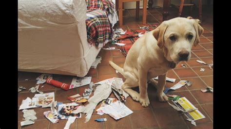 Funny Guilty Dogs Compilation 2015 YouTube