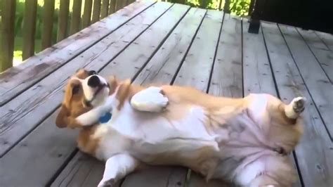 Funny Guilty Dogs Compilation 2016 [NEW] YouTube