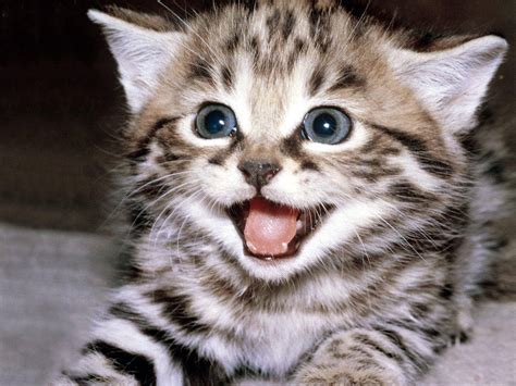 Funny Happy Cat