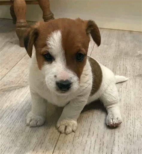 Funny Jack Russell Puppies For Sale Near Me Essex