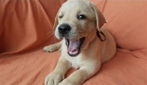 Lab Puppies In Chennai YouTube