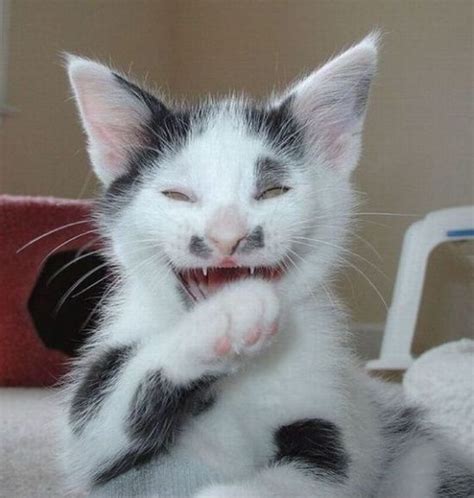 Funny Laughing Cat