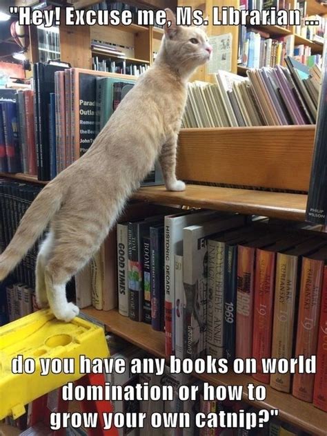 Funny Library Cat Meme