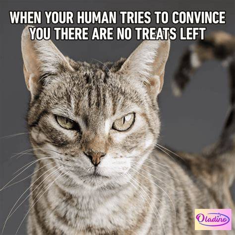 Funny Memes Cat