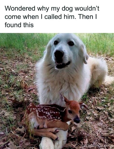 Funny Memes Pictures Animals