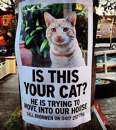 Funny Missing Cat Poster