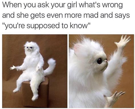 Funny Monkey Cat Meme