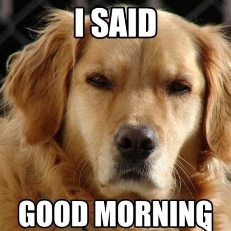 Funny Morning Dog Meme