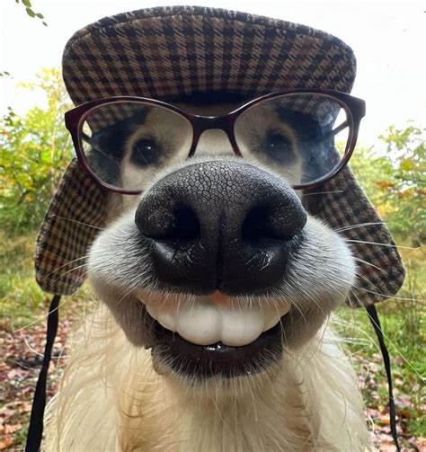 Funny Pics Of Dogs