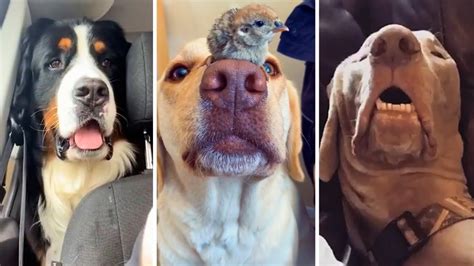 Funny Pictures Compilation