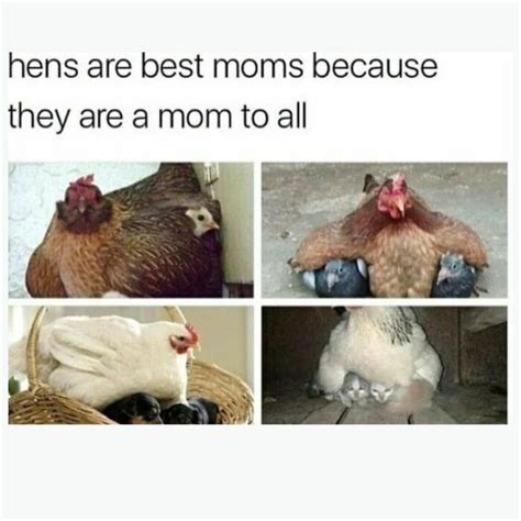 Funny Pictures Daily