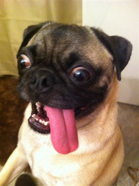 Funny Pictures Dog