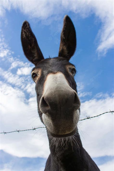 Funny Pictures Donkey