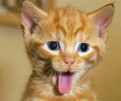 Funny Pictures For Dp