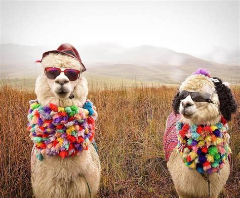 Funny Pictures Llamas