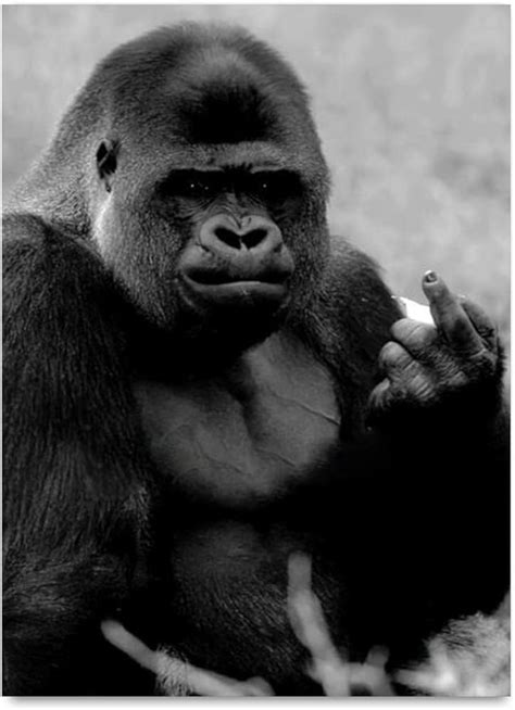Funny Pictures Middle Finger