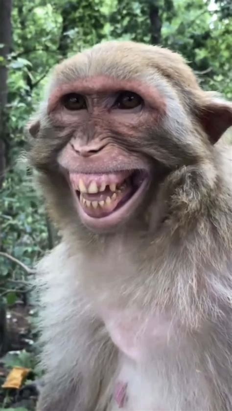 Funny Pictures Monkey