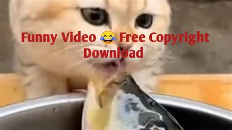 Funny Pictures No Copyright